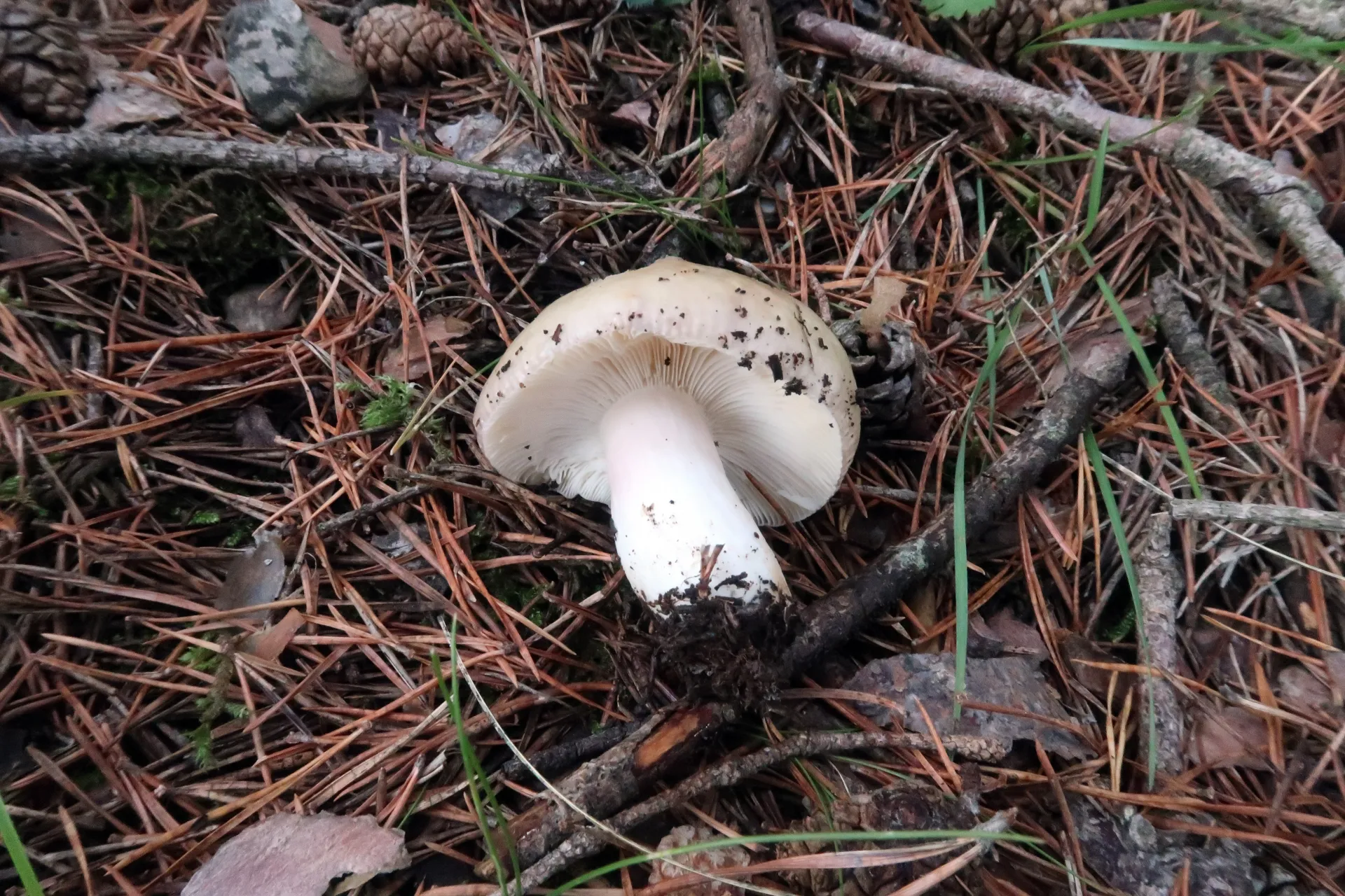 Russula citrinochlora - 1